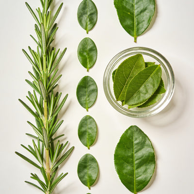 Romero y Té Verde